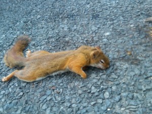Dead red squirrel