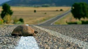 Road kill experiment turtle