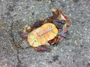 Turtle roadkill
