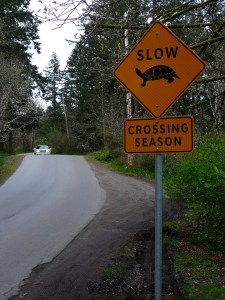Turtle Roadkill Slow Sign
